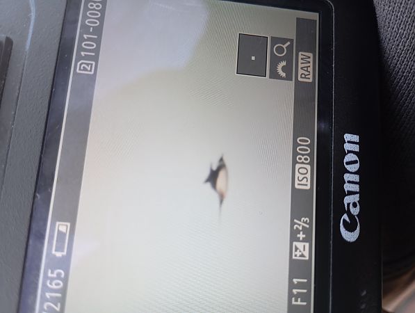 Parasitic Jaeger  - Rafał Fudalej