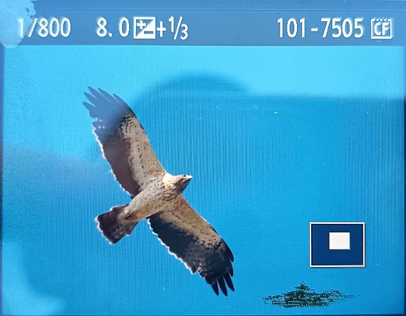 Booted Eagle  - Marek Betlejewicz