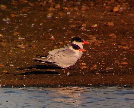 Raubseeschwalbe  - Lennart Eschen-Lippold