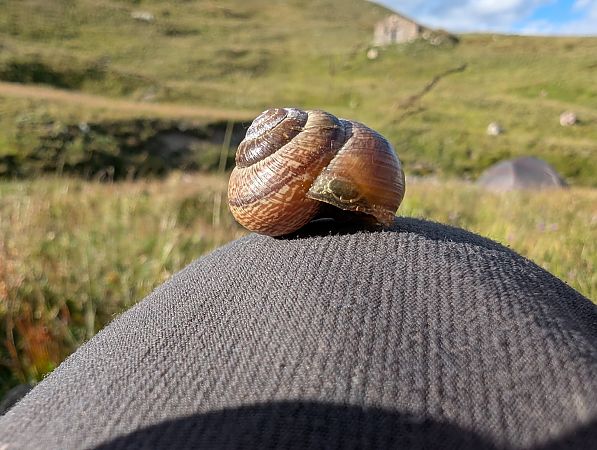 Arianta arbustorum vareliensis  - Pierrick Giraudet