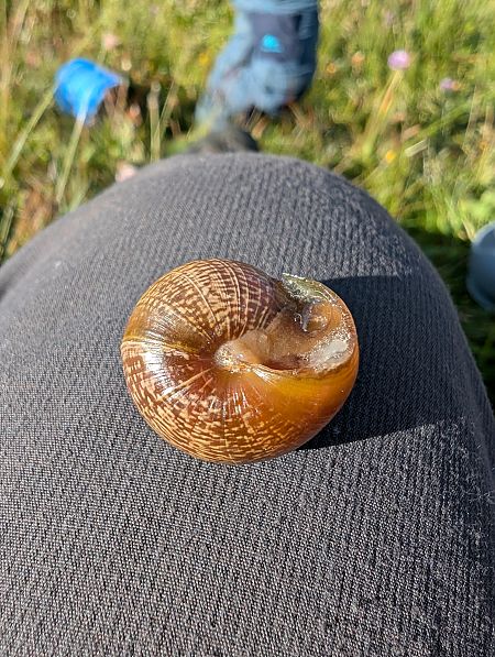 Arianta arbustorum vareliensis  - Pierrick Giraudet