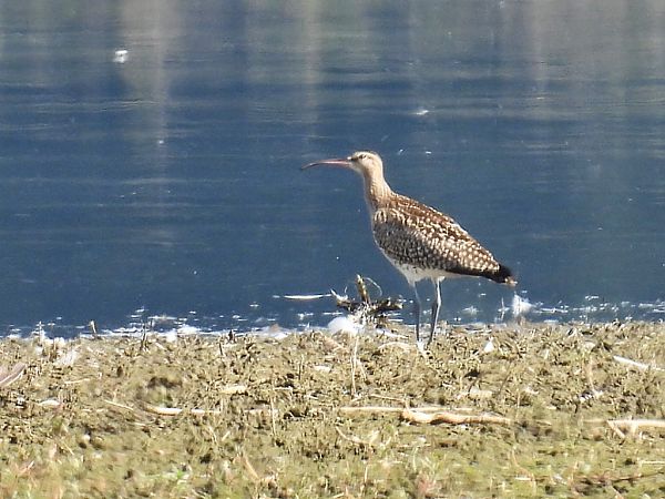 kulik mniejszy  - Kacper Mikulski