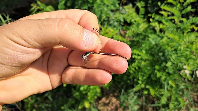 Lestes parvidens  - Roberto Fabbri