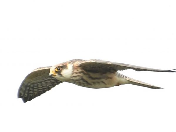 Red-footed Falcon  - Piotr Świętochowski