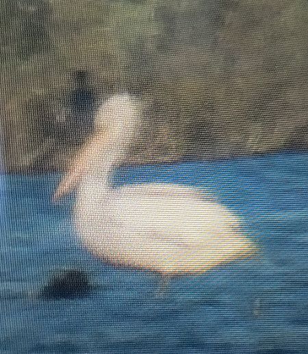 pelikan kędzierzawy  - Marek Betlejewicz