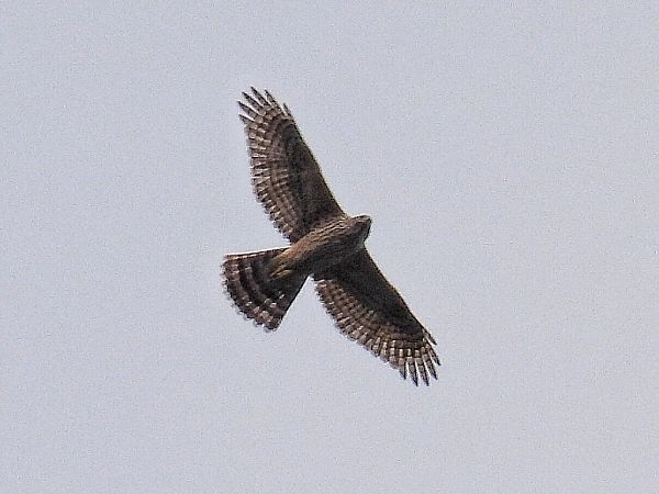 Eurasian Goshawk  - Kacper Mikulski