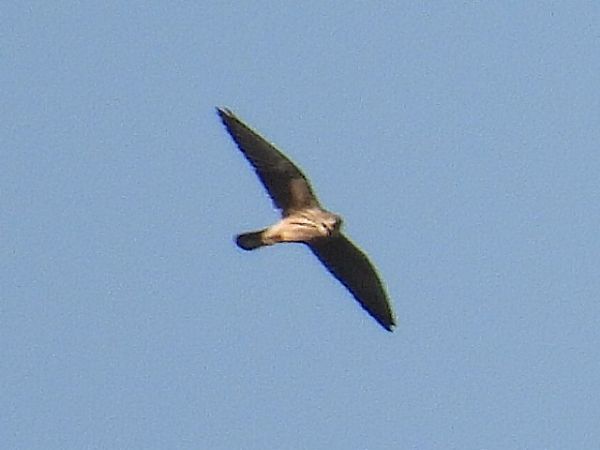 kobczyk  - Kacper Mikulski