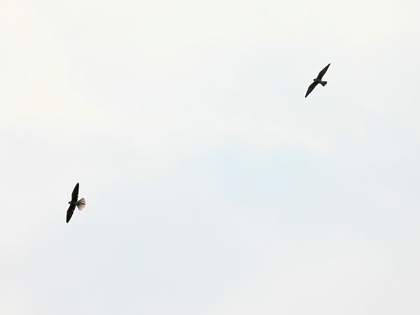 Faucon kobez  - Kacper Mikulski