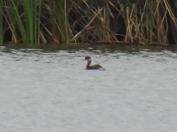 Black-necked Grebe  - Kacper Mikulski