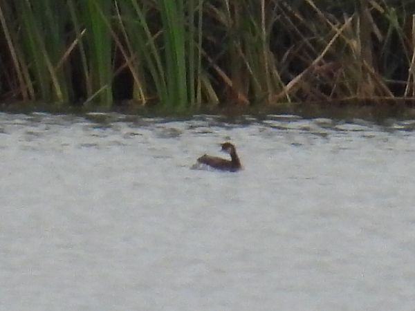 zausznik  - Kacper Mikulski