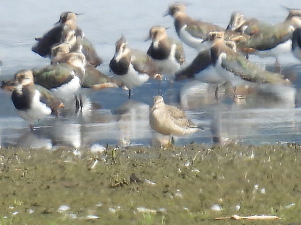 biegus rdzawy  - Kacper Mikulski