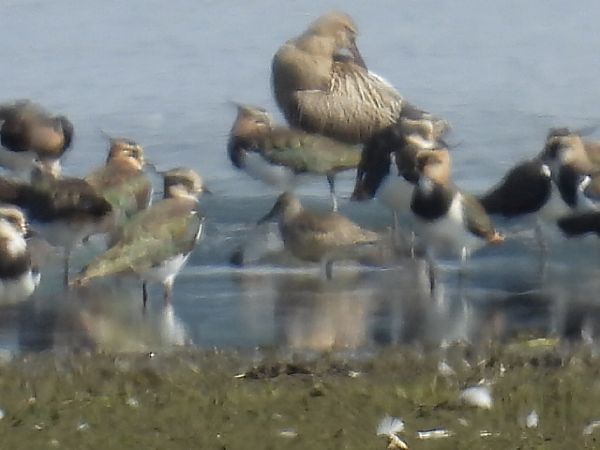 Bécasseau maubèche  - Kacper Mikulski