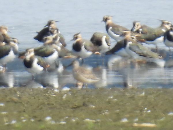 biegus rdzawy  - Kacper Mikulski