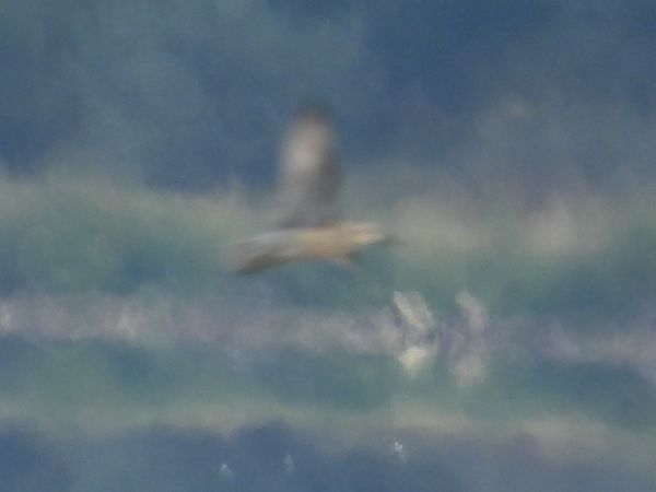 biegus rdzawy  - Kacper Mikulski