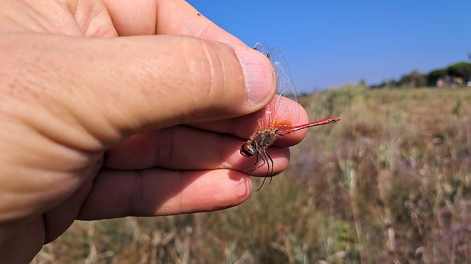 Sympetrum fonscolombei  - Roberto Fabbri