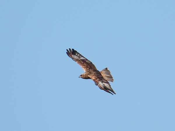 Western Marsh Harrier  - Kacper Mikulski