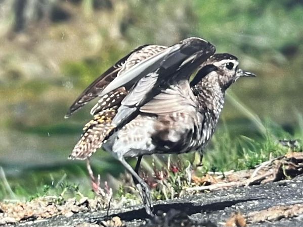 American Golden Plover  - Thomas Stadtlander