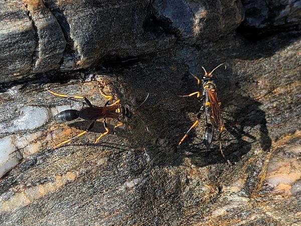 Sceliphron caementarium  - Pierre Alexandre