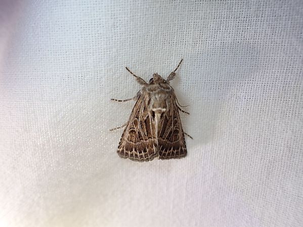 Thalpophila vitalba  - Camille Cherrier