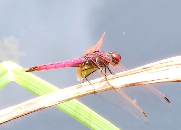 Trithemis annulata  - Ivan Chiandetti