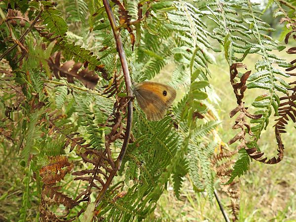 Coenonympha pamphilus  - Alessio Franciosi