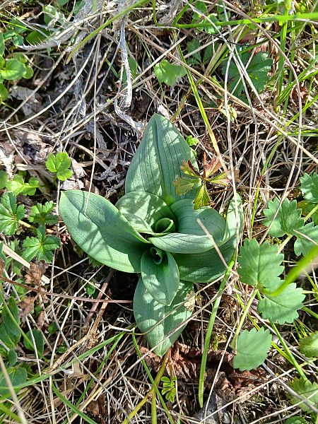 Ophrys sphegodes  - Alain Falvard