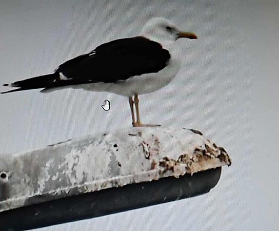 mewa żółtonoga (ssp. fuscus)  - Piotr Kunowski