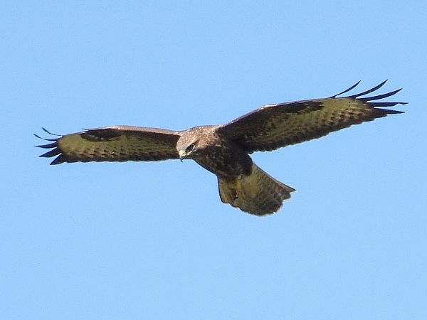 Mäusebussard  - Kacper Mikulski