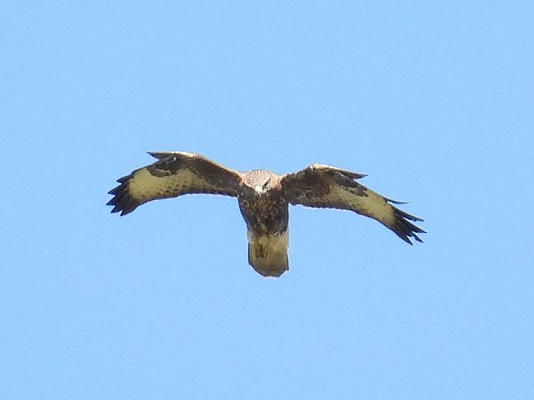 Buse variable  - Kacper Mikulski