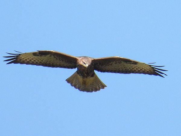 Buse variable  - Kacper Mikulski