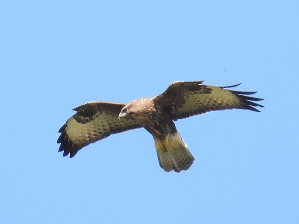 Buse variable  - Kacper Mikulski