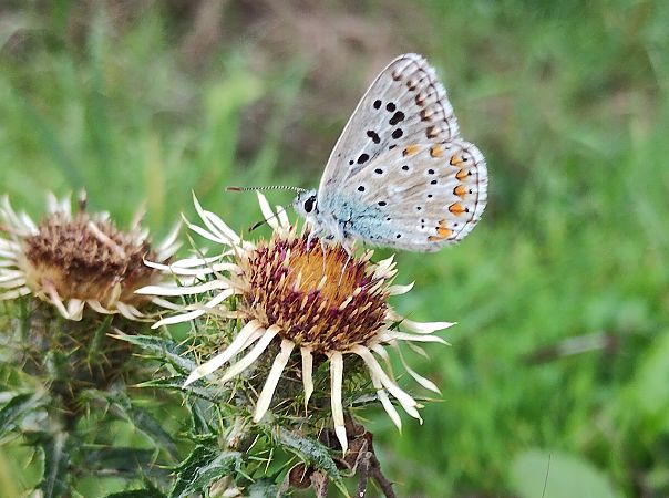 Lysandra bellargus  - Marco Cortemiglia