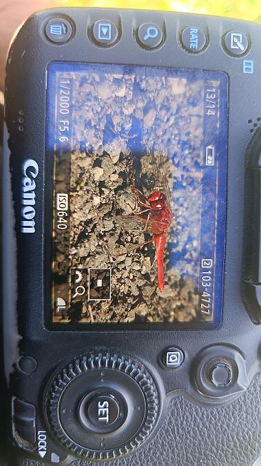 szafranka czerwona  - Michał Polakowski