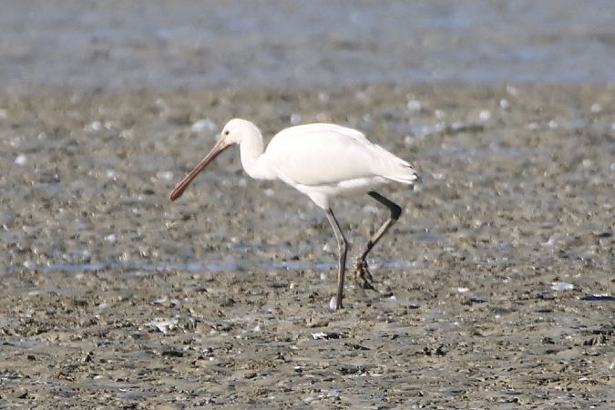 warzęcha  - Mariusz Lizoń