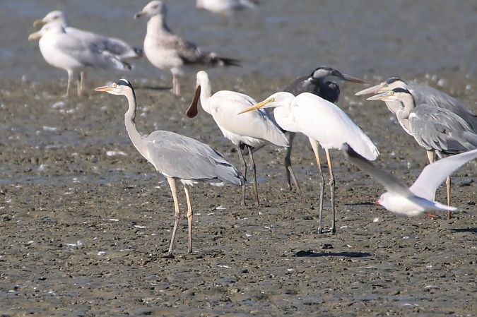 Spatule blanche  - Mariusz Lizoń