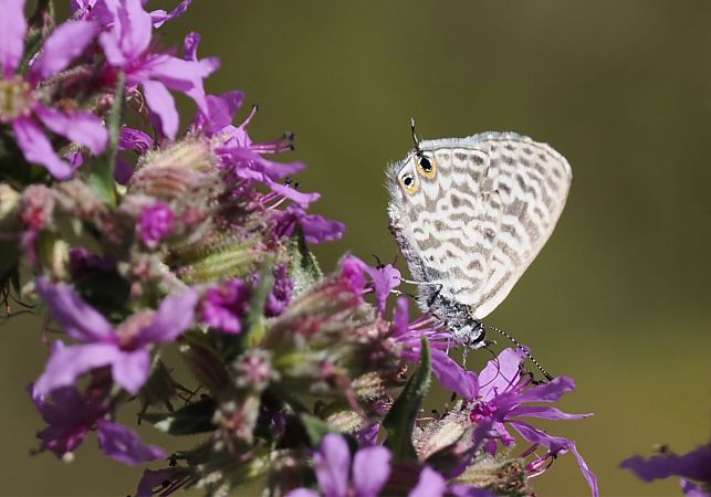 Leptotes pirithous  - Dolores de Maria