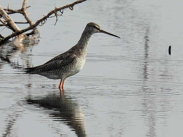 Spotted Redshank  - Kacper Mikulski