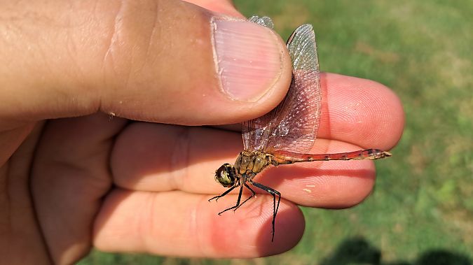 Sympetrum sanguineum  - Roberto Fabbri