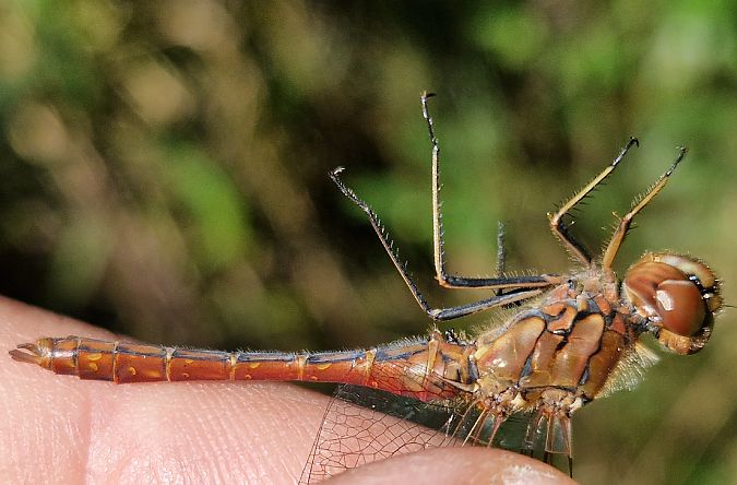 Sympetrum vulgatum  - Ivan Chiandetti