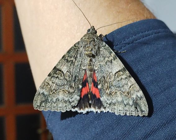 Catocala nupta  - Marco Cortemiglia