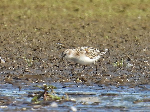 biegus malutki  - Kacper Mikulski