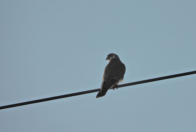 Red-footed Falcon 
