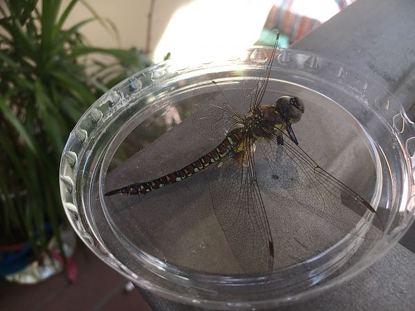 Aeshna mixta  - Marco Cortemiglia