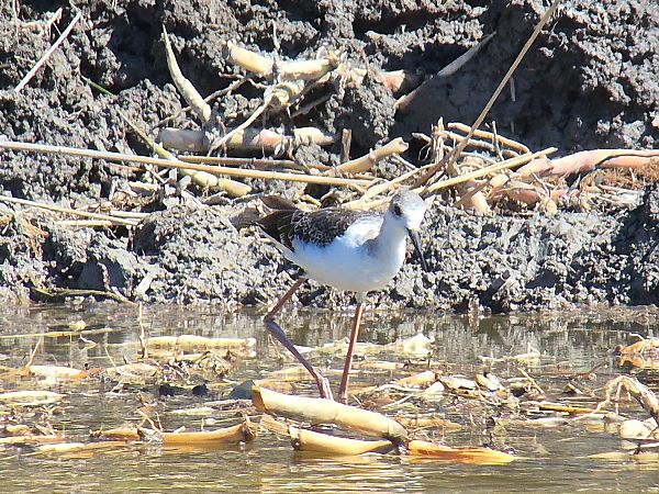 Echasse blanche 