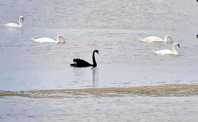 Cigno nero  - Lino Lipparini