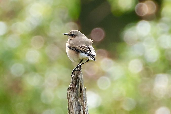 Steinschmätzer  - Biosphärenreservat Südost-Rügen