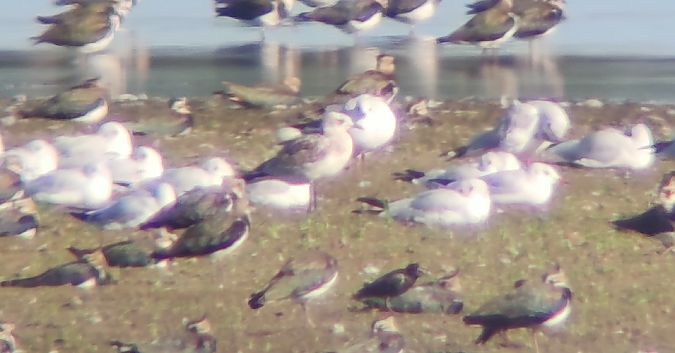 mewa czarnogłowa  - Michał Kowalczuk