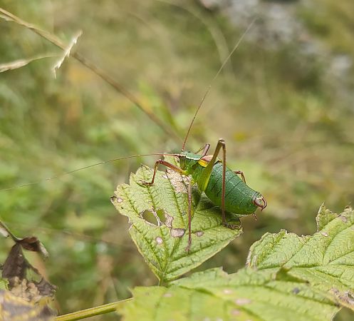 Barbitistes obtusus  - Daniele Baroni