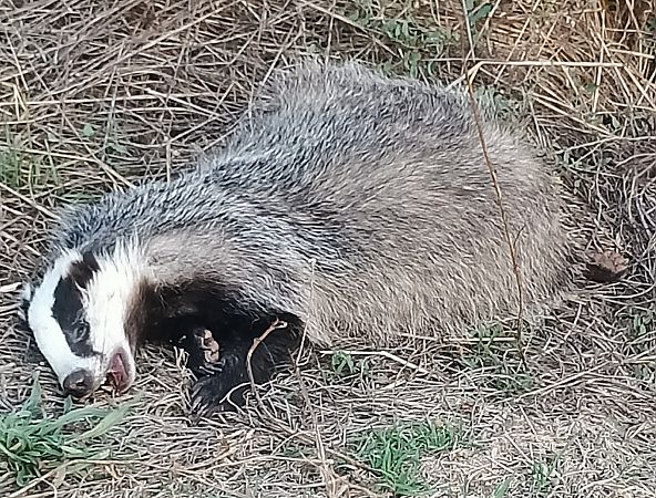Eurasian Badger  - Marçal Carreras