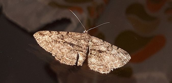 Peribatodes rhomboidaria  - Michele Cento